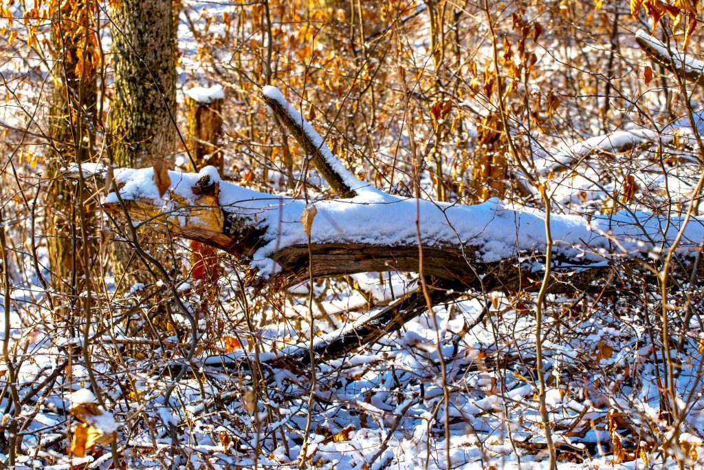 Tree Removal Burtonsville MD | Hometown Tree Experts